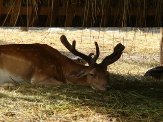 cerf