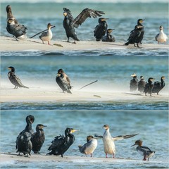 Fototapeta premium Kormorane und gänsesäger