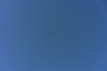common eurasian buzzard flying in blue sky