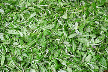 New picked fresh green tea leaves background