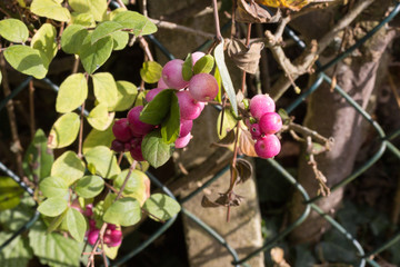 landscape and trees with berries and leaves in autumn