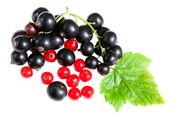 berries black currant and red currant with green leaves  isolated on a white background