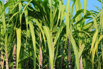 Sugarcane plants growing at field