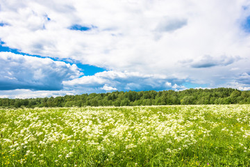 Summer landscape with white flowers.