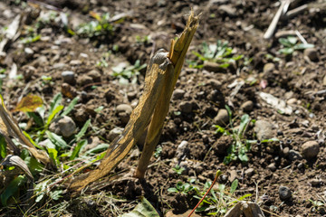 dry farming field in summer because of no rain