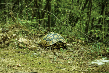 Turtle in the forest