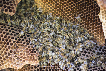 close up of wild bees colony