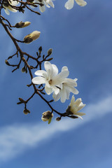 Branch of a Magnolia tree with blossoms.