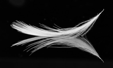 White feather on black background