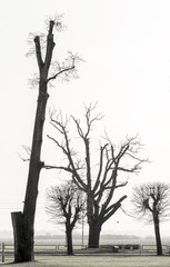 Autumnal silhouettes of leafless trees at foggy morning. Black and white image