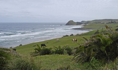 Pastoral scene, Wild Coast, Eastern Cape, South Africa