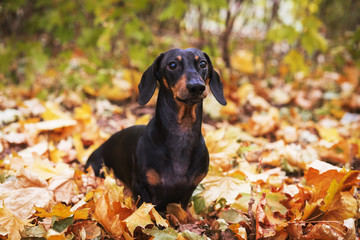 portrait cute dog breed of dachshund, black and tan, sits on a pile of autumn leaves in a park