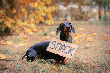 cute dog dachshund, black and tan,  with cardboard 