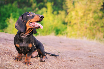 portrait cute dog (puppy) breed dachshund black tan, against the background of green trees in the park in summer