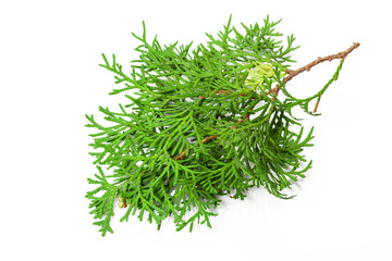 Fir branches