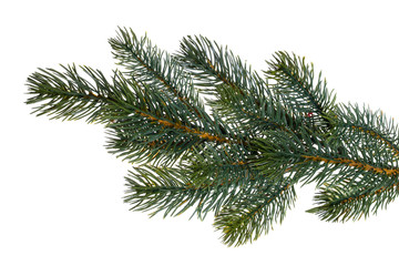 Fir branch isolated on white background
