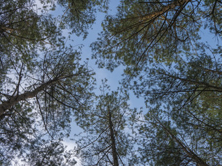 Blue sky in the forest