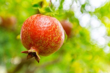 Ripe pomegranate fruit on the tree branch