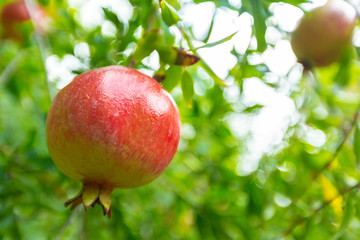ripe pomegranate on the tree