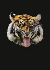 Tiger von vorne Portrait, schwarzer Hintergrund