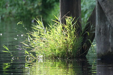 Naklejka premium Impression Pflanzen am Wasser