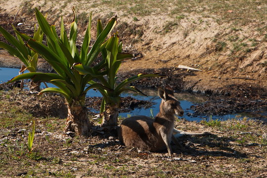 Wallabies auf Pebbly Beach in Murramarang NP in Australien