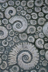 Detail of pavement decorated with stone fossil ammonites in Lyme Regis, Dorset © Savo Ilic