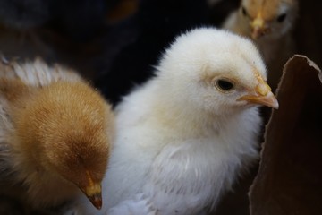 Little chicks chickens, livestock