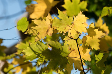 Herbstlaub am Schweriner See 2