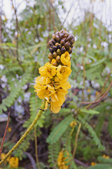 Blooming Senna didymobotrya, common names African senna, popcorn senna, candelabra tree, and peanut...