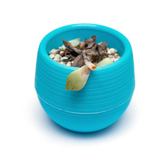 pot of faded succulent plant on white background