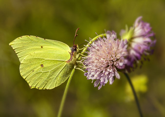 Krushinnitsa.The bright yellow butterfly sits on a flower and collects nectar.