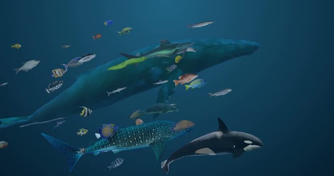 Sea Life Variety (With Matte)
