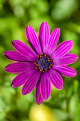 Fototapeta premium Flower