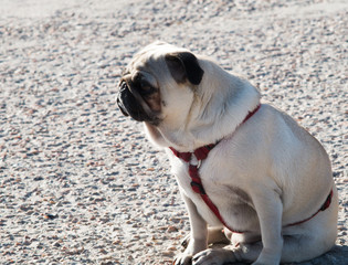 Sad dog pug sitting alone