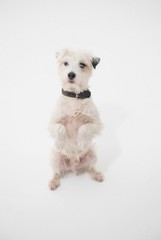 A white parsons russell terrier standing on its back legs, isolated on a white seamless wall in a photo studio.