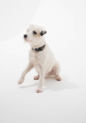 A white parsons russell terrier, isolated on a white seamless wall in a photo studio.