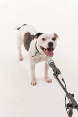 A very cute black and white Staffordshire bull terrier dog singing into a microphone, isolated on a white studio background The staff dogs mouth is wide open.
