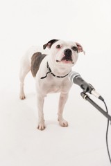 A very cute black and white Staffordshire bull terrier dog singing into a microphone, isolated on a white studio background The staff dogs mouth is wide open.