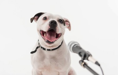 A very cute black and white Staffordshire bull terrier dog singing into a microphone, isolated on a white studio background The staff dogs mouth is wide open. - obrazy, fototapety, plakaty