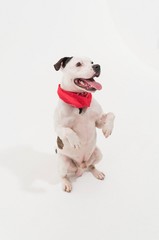 Fototapeta premium A very cute black and white Staffordshire bull terrier dog posing on a white seamless studio infinity curve, with a red bandana around its neck.