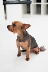 A yorkshire terrier dog singing into a microphone  isolated on a white seamless wall in a photo studio.