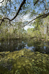Fototapeta na wymiar Cyprès chauve, Taxodium distichum, Corkscrew Swamp sanctuary d'Audubon, Floride, Etats Unis