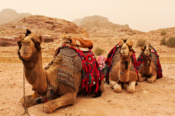 Three camels sitting on the ground waiting for tourist and their ride around Petra in Jordan,