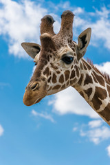 Giraffe portrait