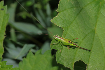 Heuschrecke, Schwertschrecke auf einem Blatt, Conocephalus discolor