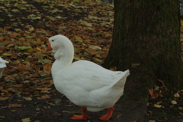 white goose