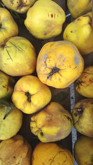 Quince fruits