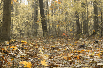 fall forest on sunny day