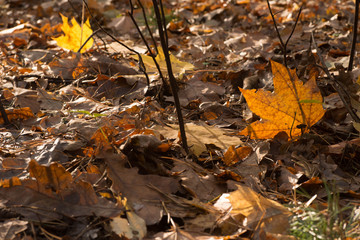 fallen maple leaves  closeup selective focus
